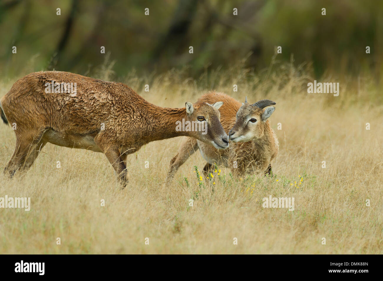 Europäischen Mufflons im offenen Prärie Grasland von Charente-Maritime, Frankreich Stockfoto