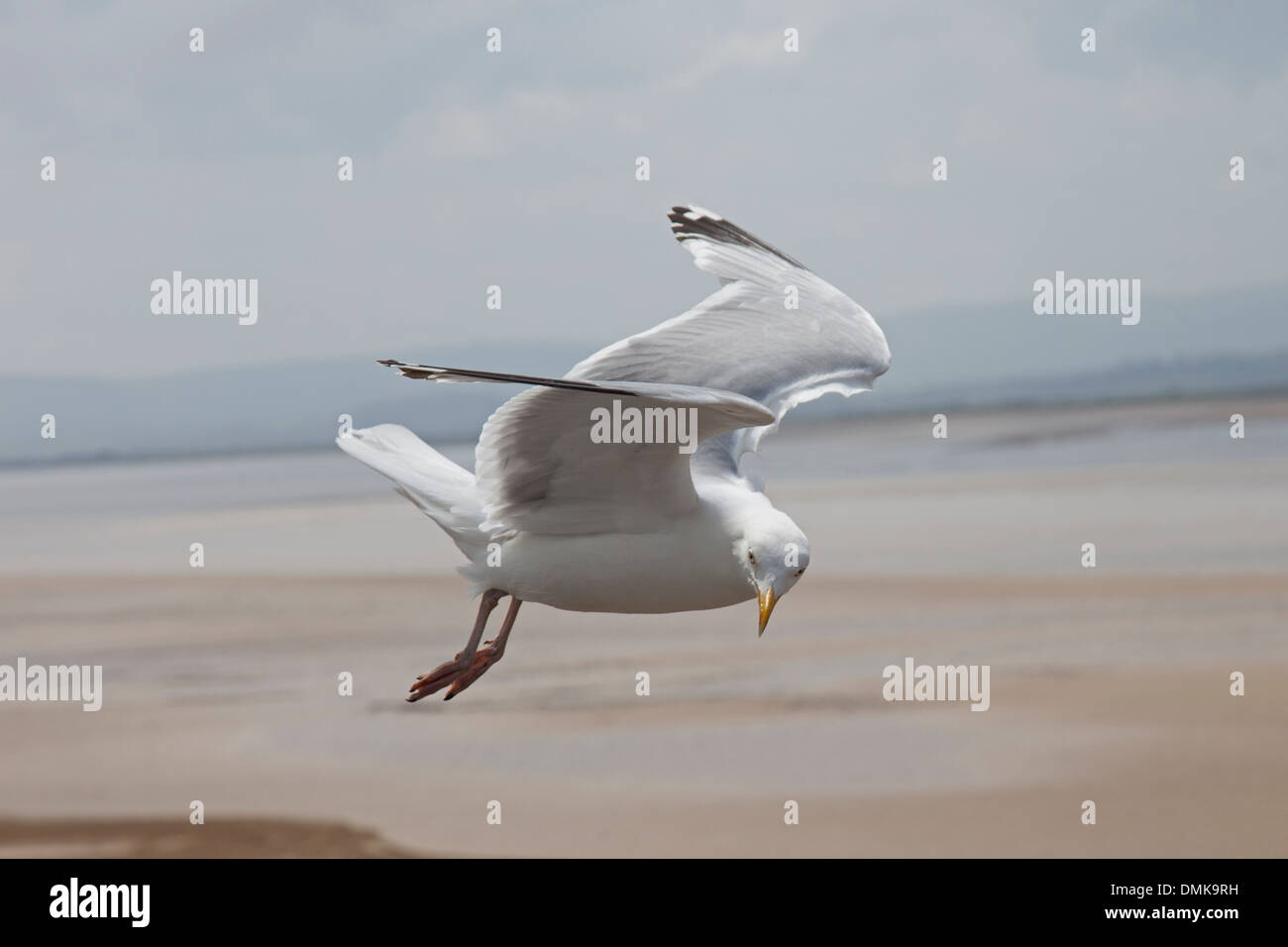 Möwe schwebt, starrte auf die Kamera Stockfoto