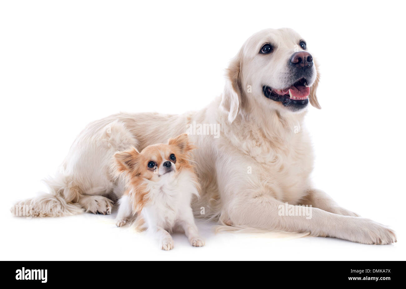 reinrassige golden Retriever und Chihuahua vor einem weißen Hintergrund Stockfoto