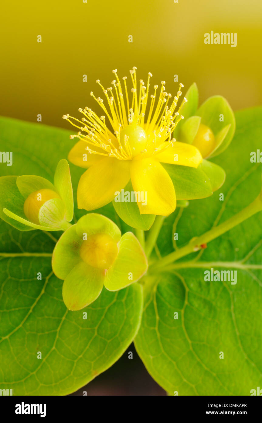 Tutsan, Hypericum Androsaemum (Hypericaceae), vertikale Porträt von gelben Blüten mit schönen Out-of-Fokus-Hintergrund. Stockfoto