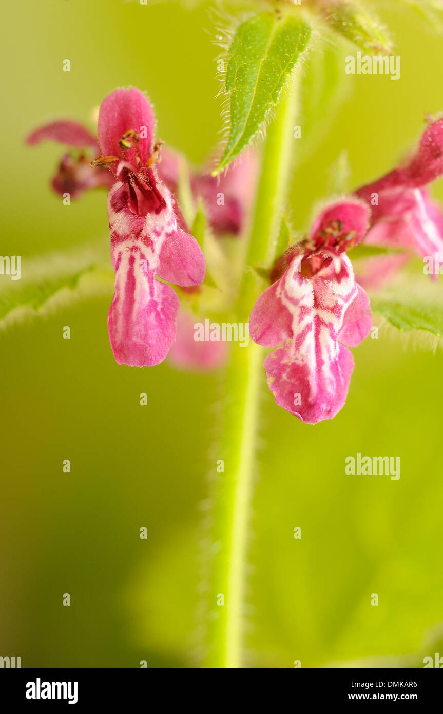 Hedge-Woundwor, Niederwendischen Sylvatica, vertikale Portrait von lila Blüten mit schönen Hintergrund zu konzentrieren. Stockfoto