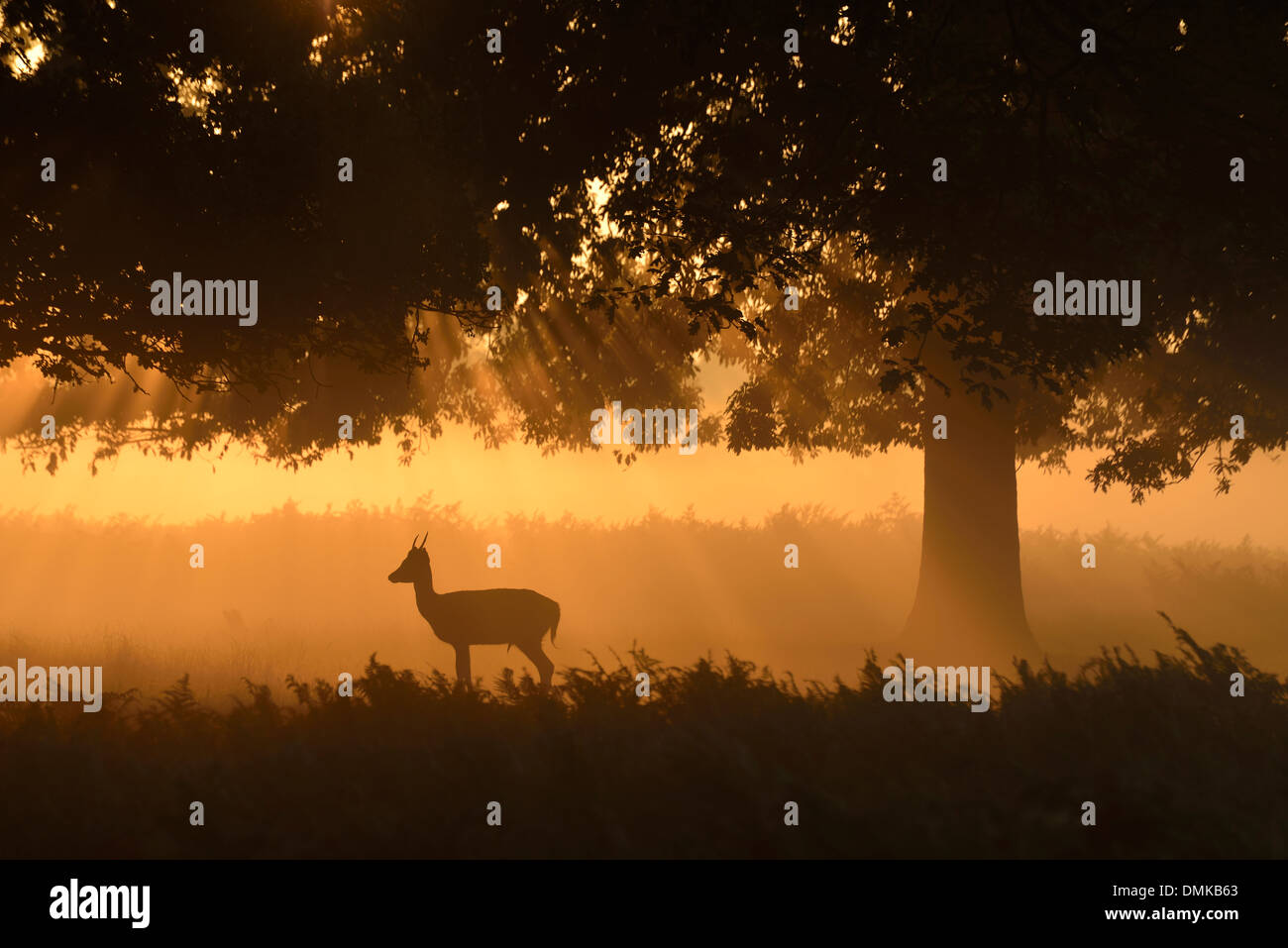 Damwild Silhouette bei Sonnenaufgang im Bushy Park, London, UK Stockfoto