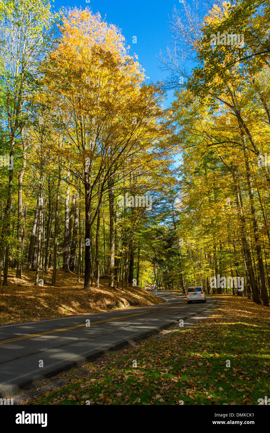 Raod aber fallen Bäume an sonnigen Tag im Letchworth State Park in New York State Stockfoto