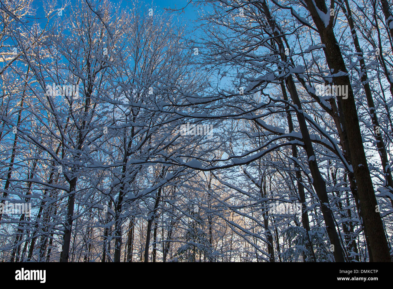 Winter-Eis in den Bäumen am sonnigen blauen Himmel Tag in Western New York State Stockfoto