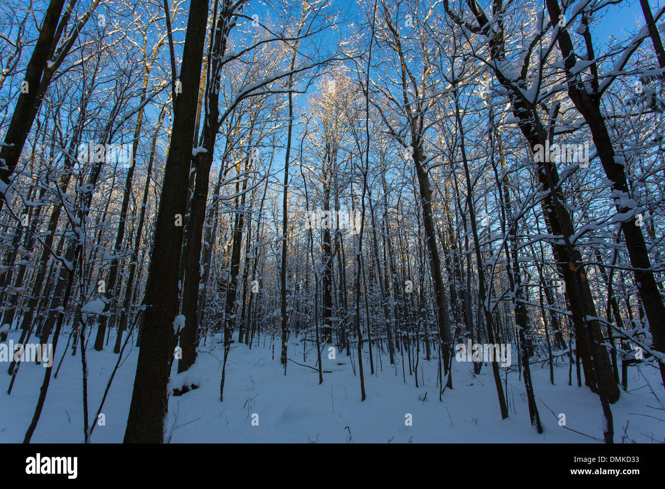 Winter-Eis in den Bäumen am sonnigen blauen Himmel Tag in Western New York State Stockfoto