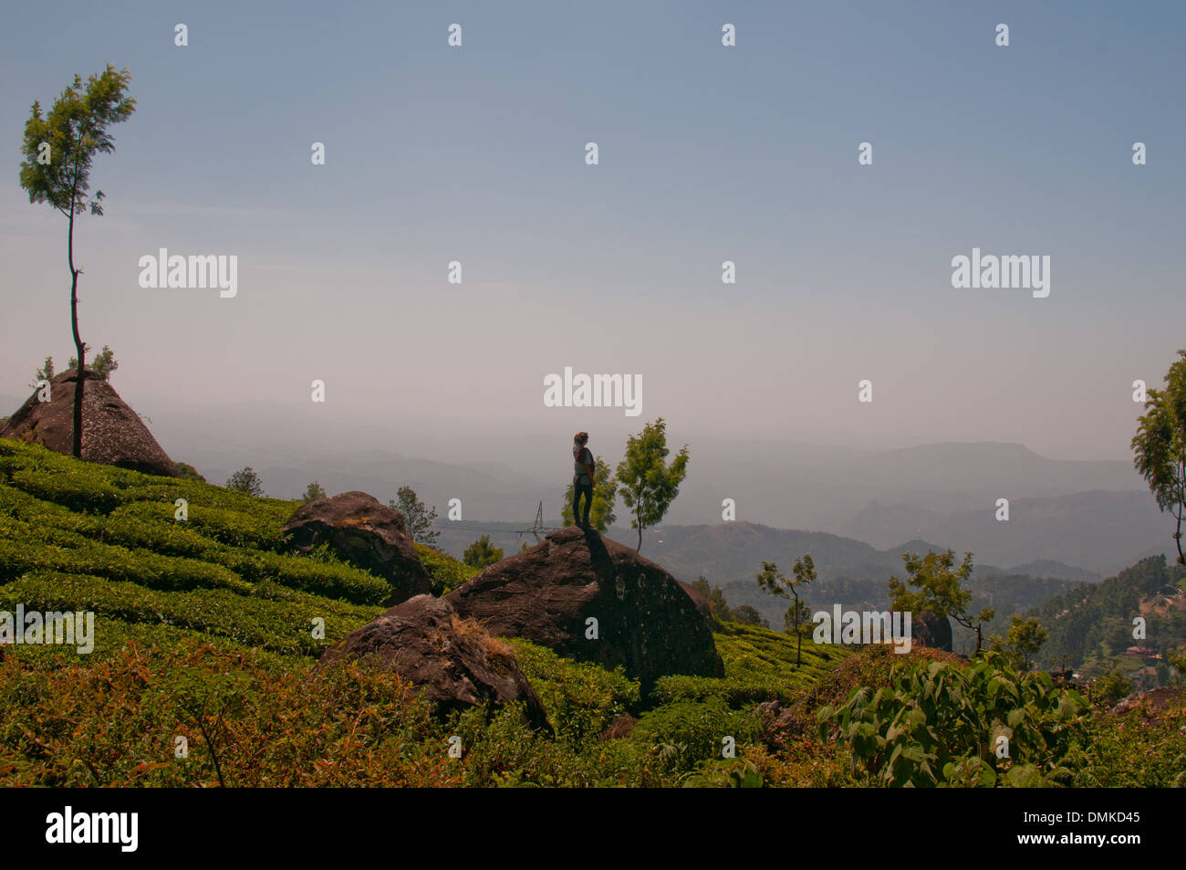 Die Teeplantagen von Munnar, Kerala, Indien. Stockfoto