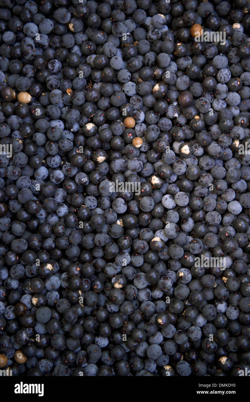 Ernte von frischen Acai-Beeren am Bauernmarkt in Nordeste Brasilien Stockfoto