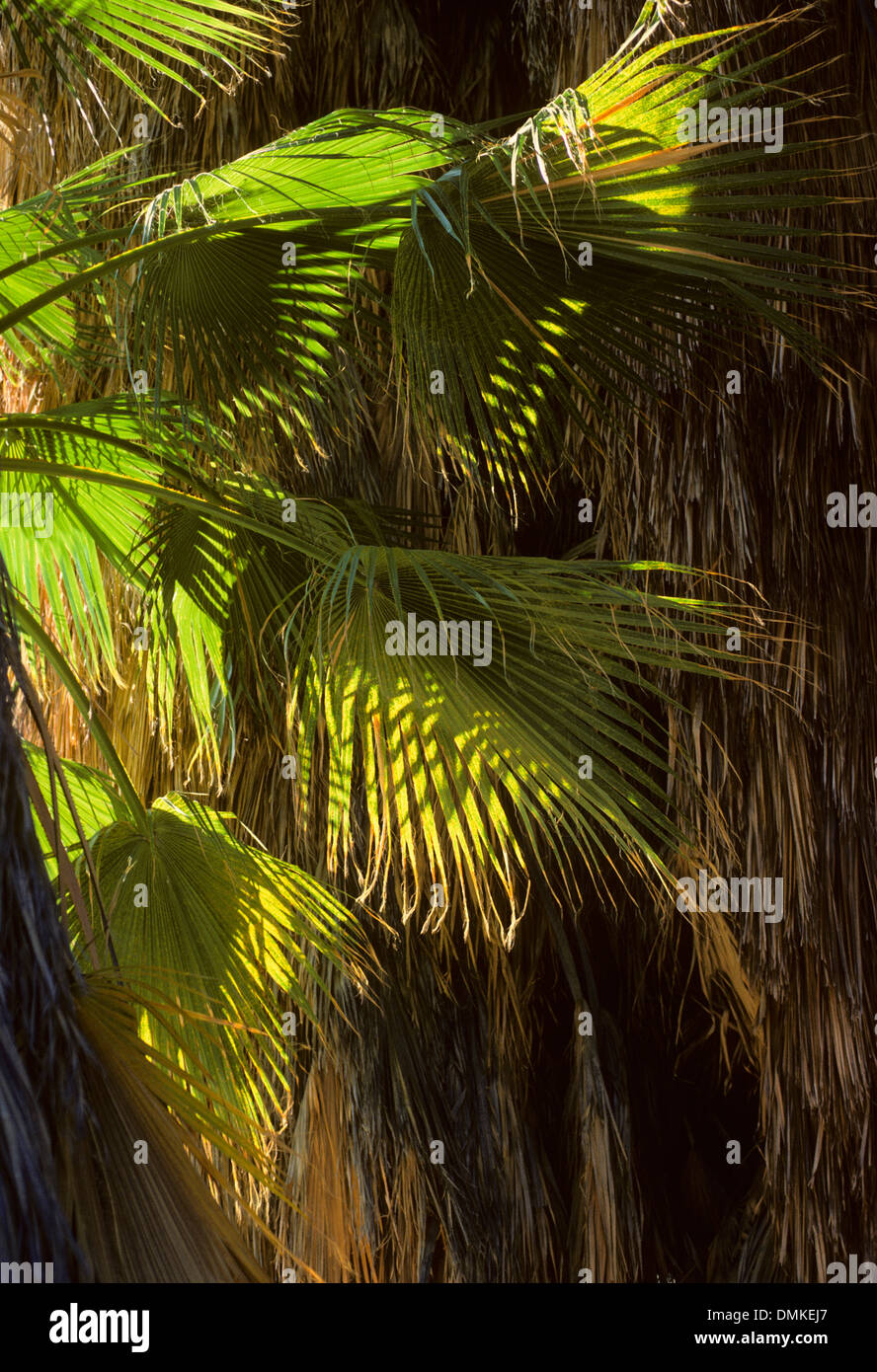 California Fan Palm-Forty Nine Palms Oasis, Joshua Tree Nationalpark, Kalifornien Stockfoto