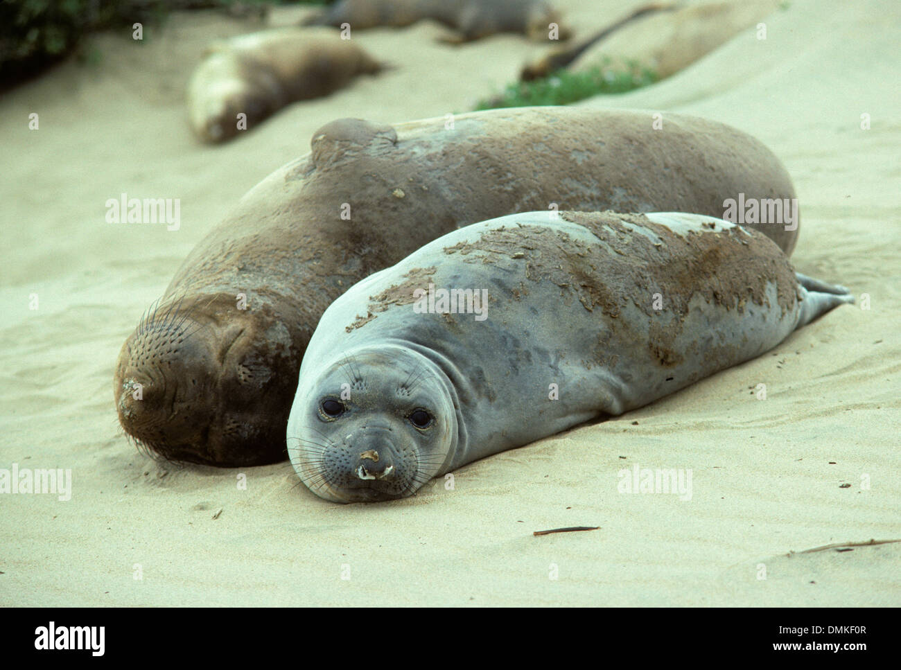 See-Elefant, Ano Nuevo State Reserve, California Stockfoto