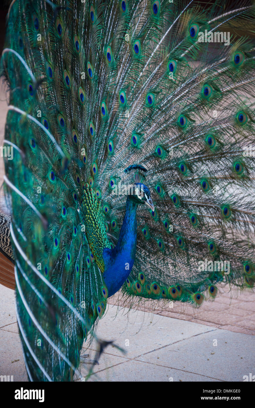 Reihe von Porträtfotos der eine hervorragende Pfau Leierschwanz anzeigen Schwanze Federn verschiedene Winkeln aufgenommen im Display Stockfoto