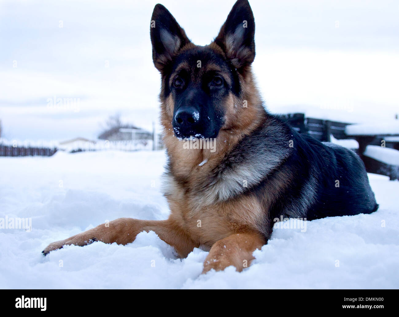 Hund Deutscher Schäferhund auf Schnee Stockfotografie - Alamy