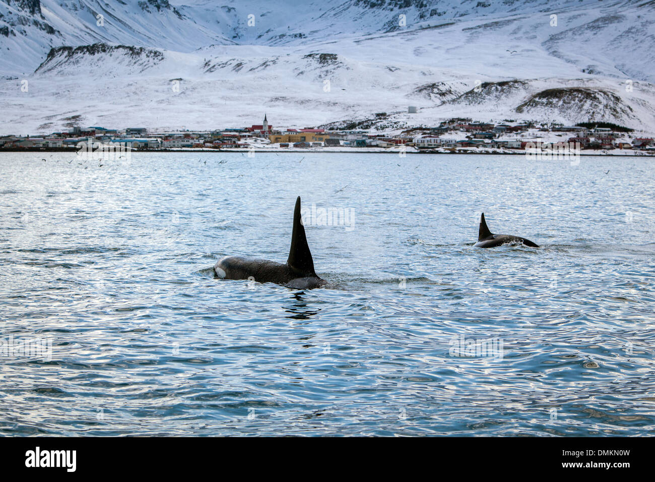 BEOBACHTEN DIE WALE UND ORCAS IM BREIDAFJÖRDUR FJORD, ORGANISIERT VON LAKI TOUREN IN EUROPA, WEST-ISLAND, GRUNDAFJORDUR, SNAEFELLSNES HALBINSEL AUSFLUG Stockfoto