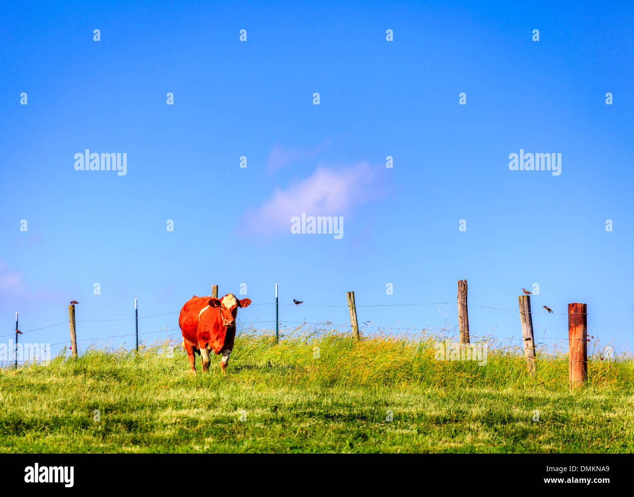 Kuh auf dem Bauernhof Stockfoto