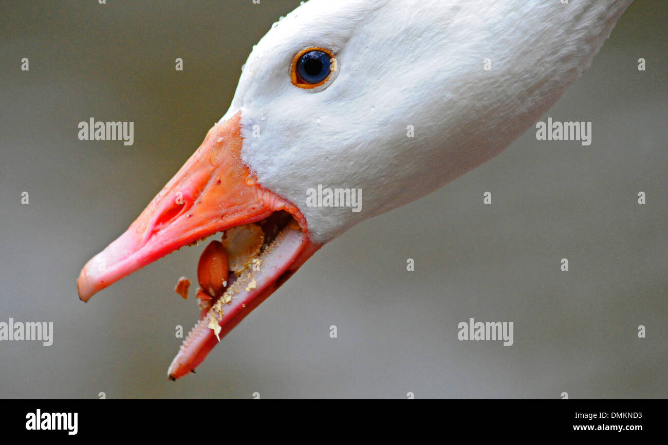 Weiße Gans mit seinem Schnabel zu holen und Essen Samen, Erdnüsse etc.. Stockfoto