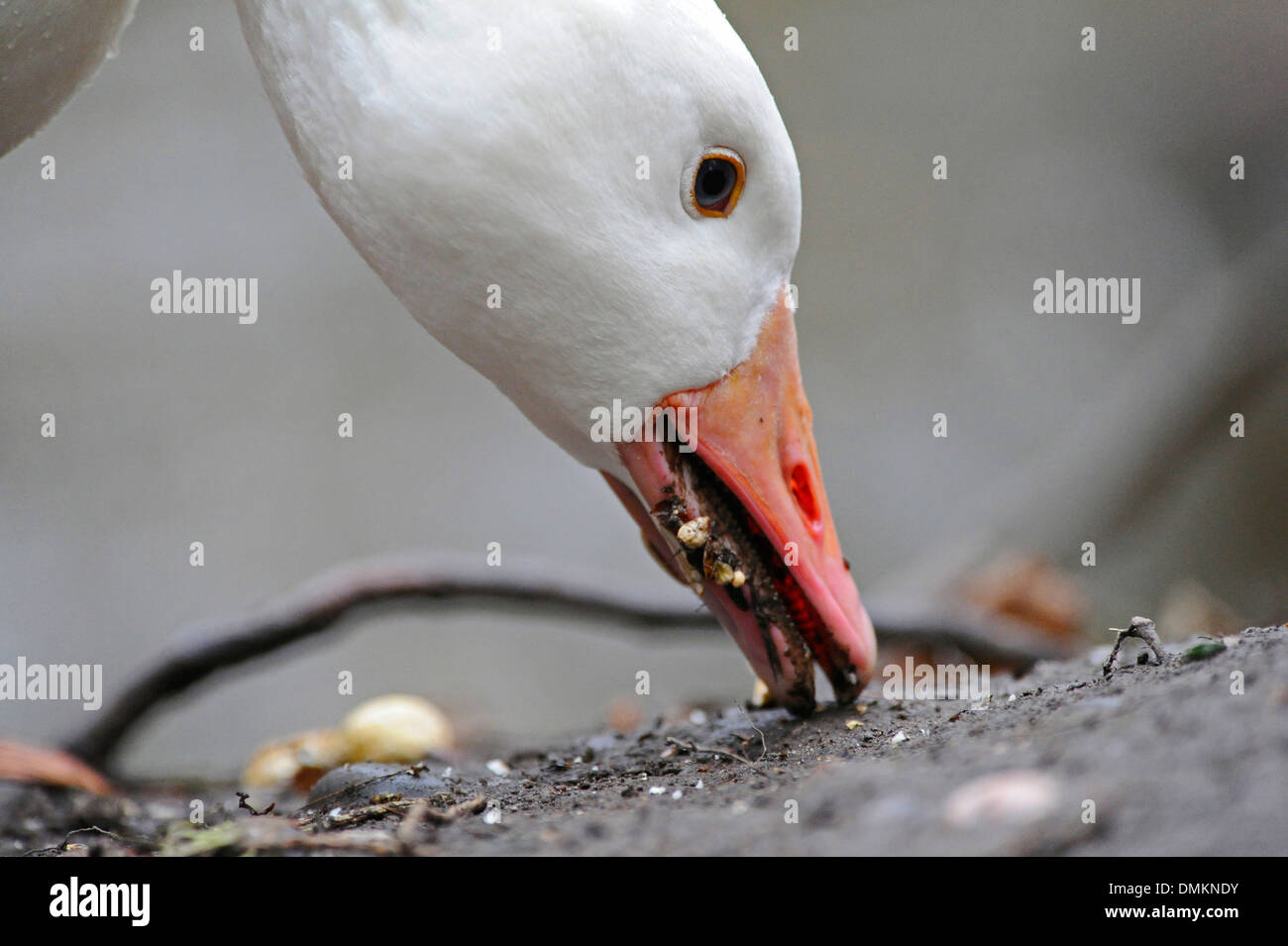 Weiße Gans mit seinem Schnabel zu holen und Samen zu essen. Stockfoto