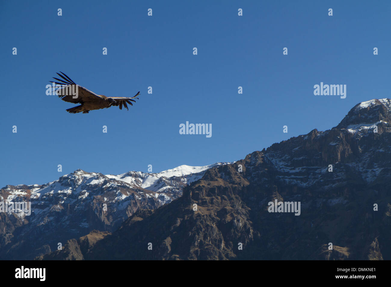 Andenkondor (Vultur Gryphus) Stockfoto