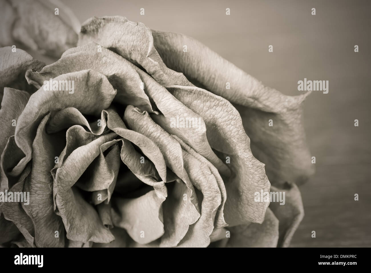 Schwarz / weiß Bild der alten Toten rose Stockfoto