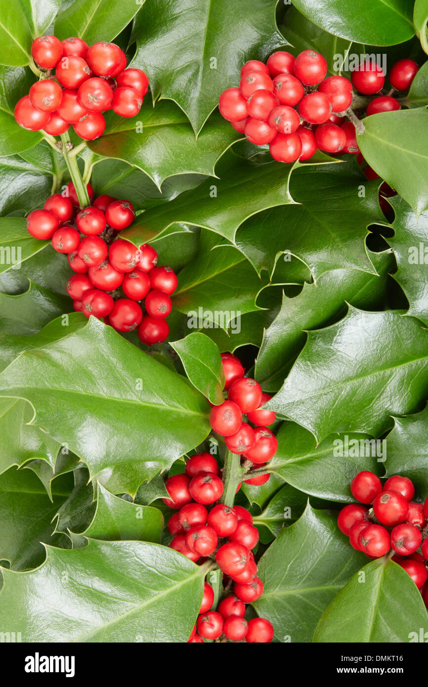 Holly, Weihnachten Dekoration Hintergrund Stockfoto