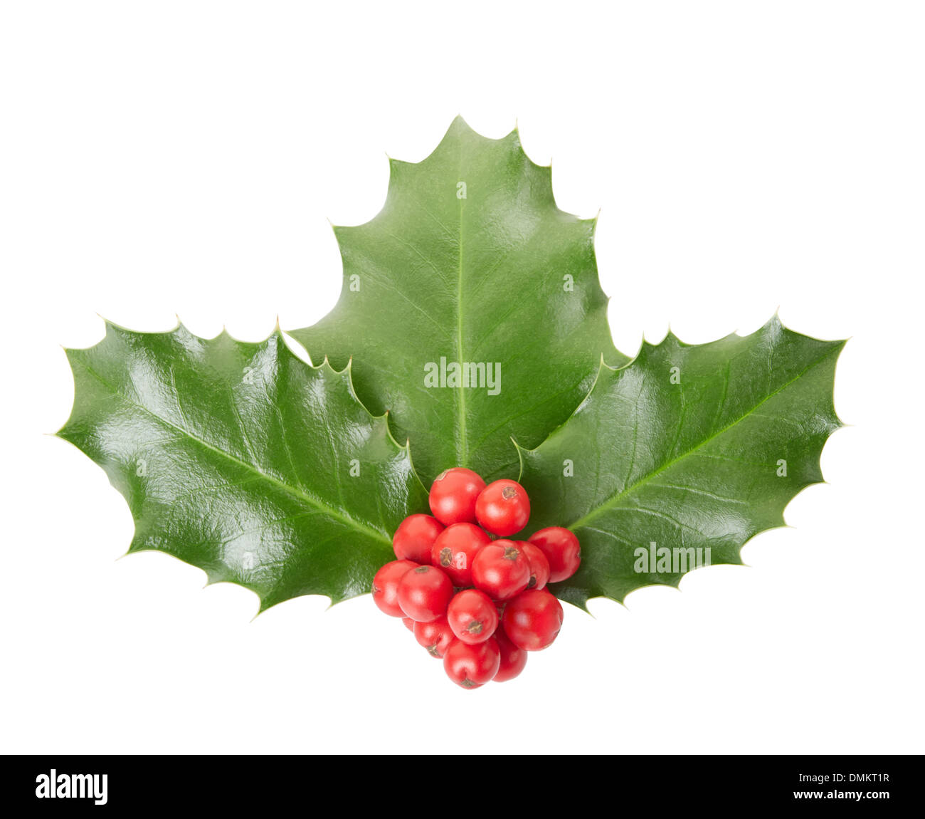 Holly, Weihnachtsdekoration, Blätter und Beeren Stockfoto