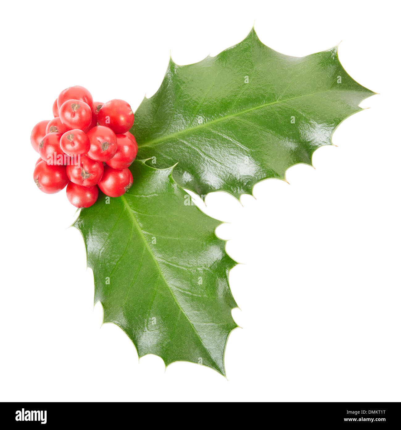 Holly, Weihnachtsdekoration, Blätter und Beeren Stockfoto