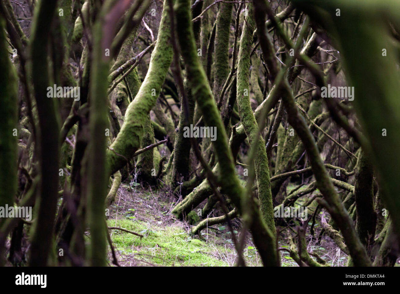 Garajonay Nationalpark bietet das beste Beispiel der Kanarischen Lorbeerwald, subtropischen Feuchtwald. Stockfoto