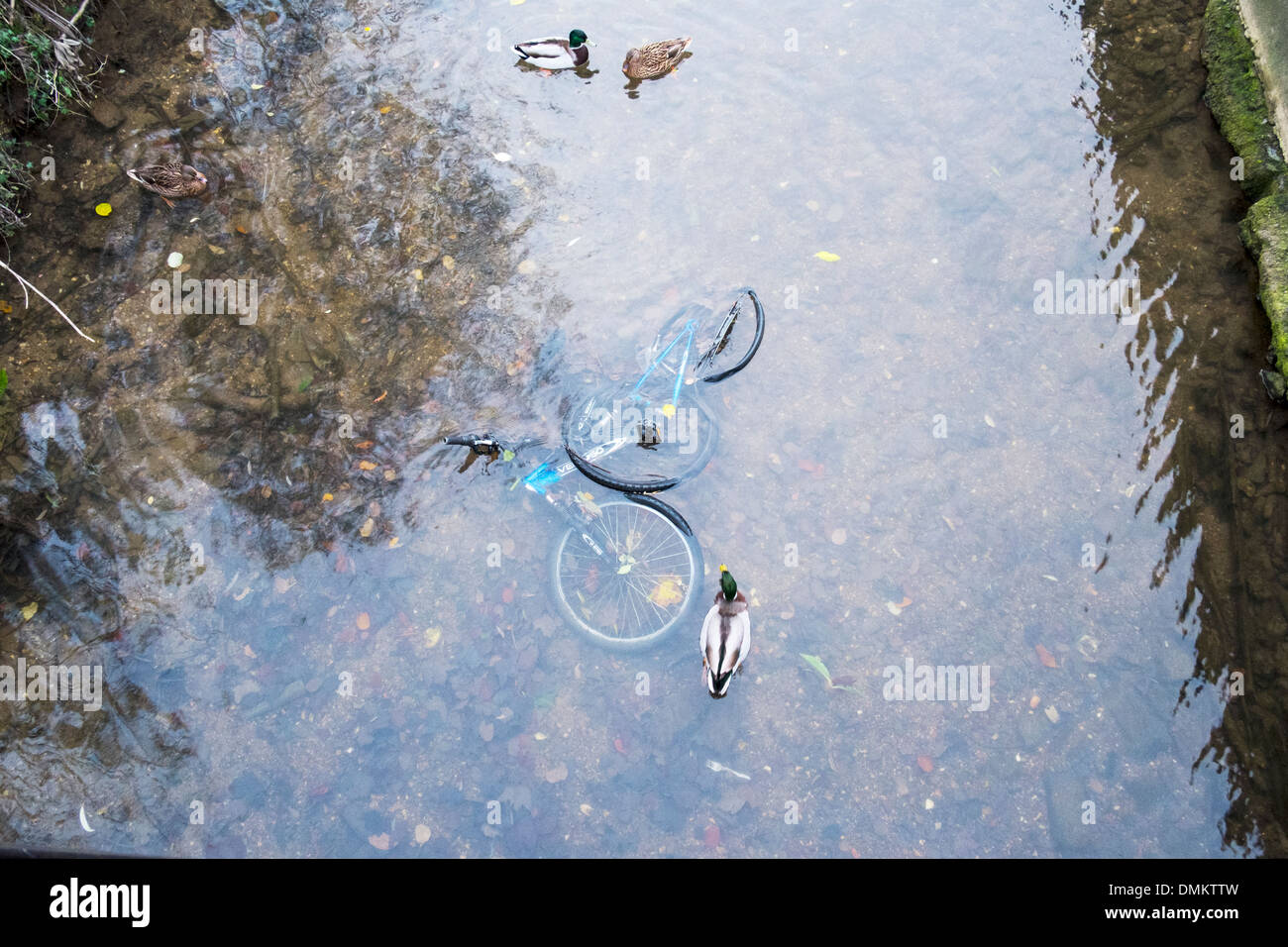 Ausrangierte Push Fahrrad Zyklus in Fluss Stockente Enten vorbei geworfen Stockfoto