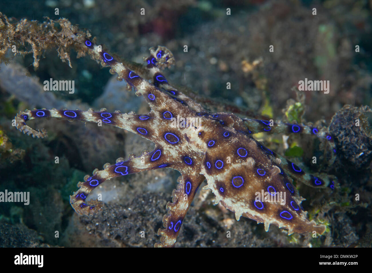 Blauer Ring Krake (Hapalochlaena Maculosa), seine Tentakeln Abfackeln. Lembeh Straße, Indonesien. Stockfoto