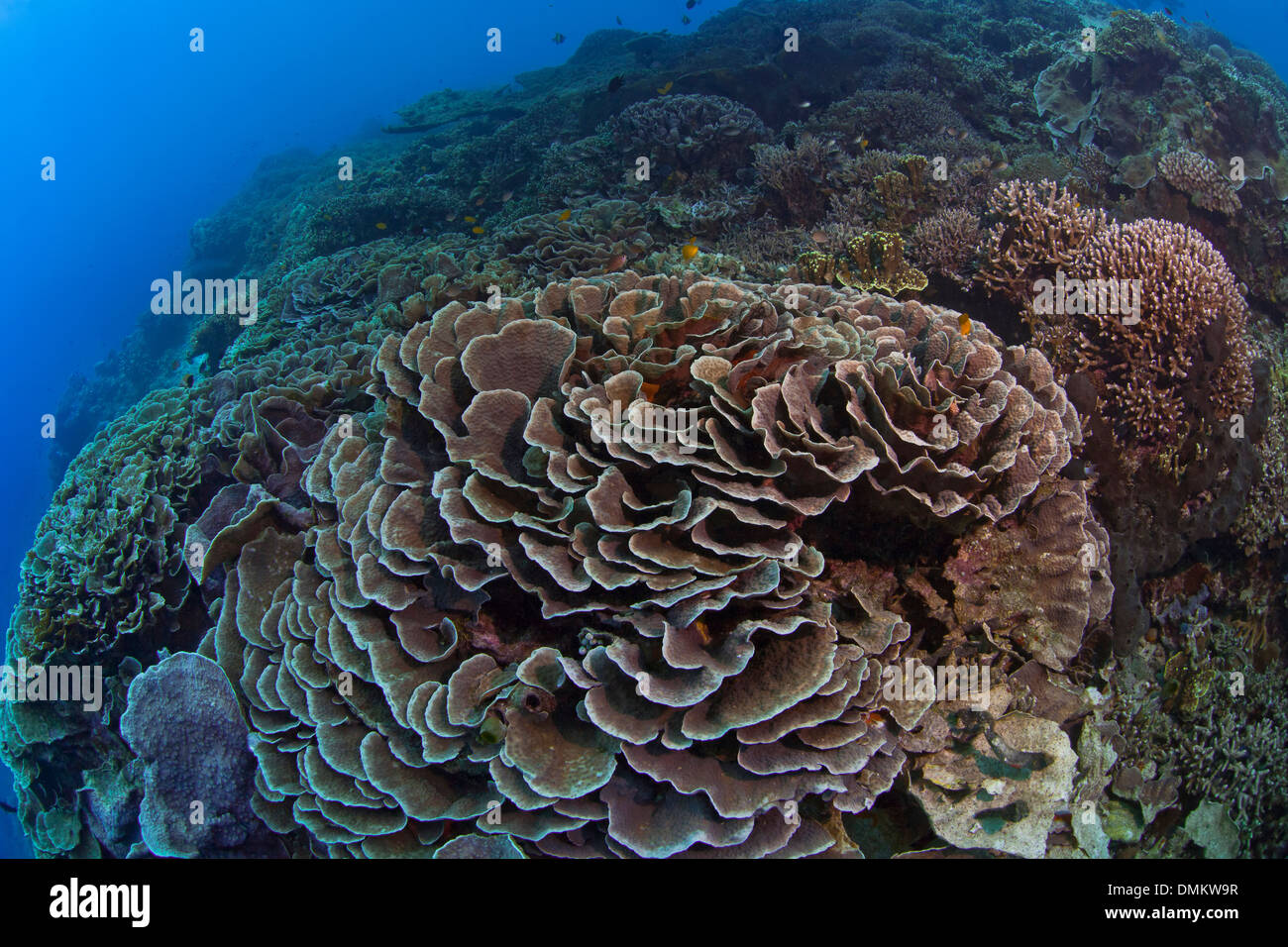 Coral Reef Seelandschaft mit Kolonie von Kohl Korallen (Turbinaria SP.) im Vordergrund. Bunaken Island, Indonesien. Stockfoto
