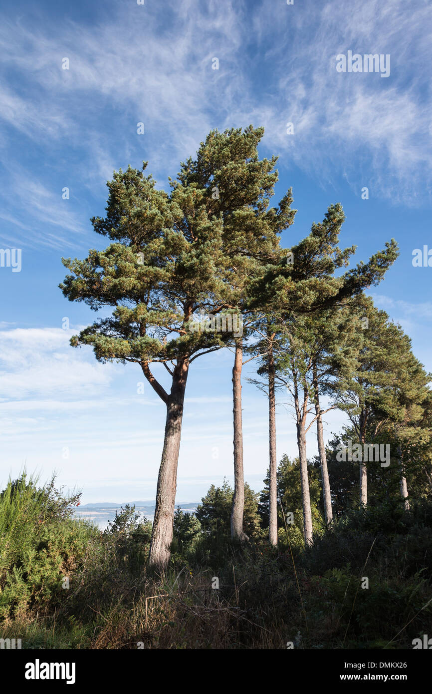 Kiefern an Stelle des piktische Burgberg bei Craig Phadrig in Inverness-Shire, Schottland. Stockfoto