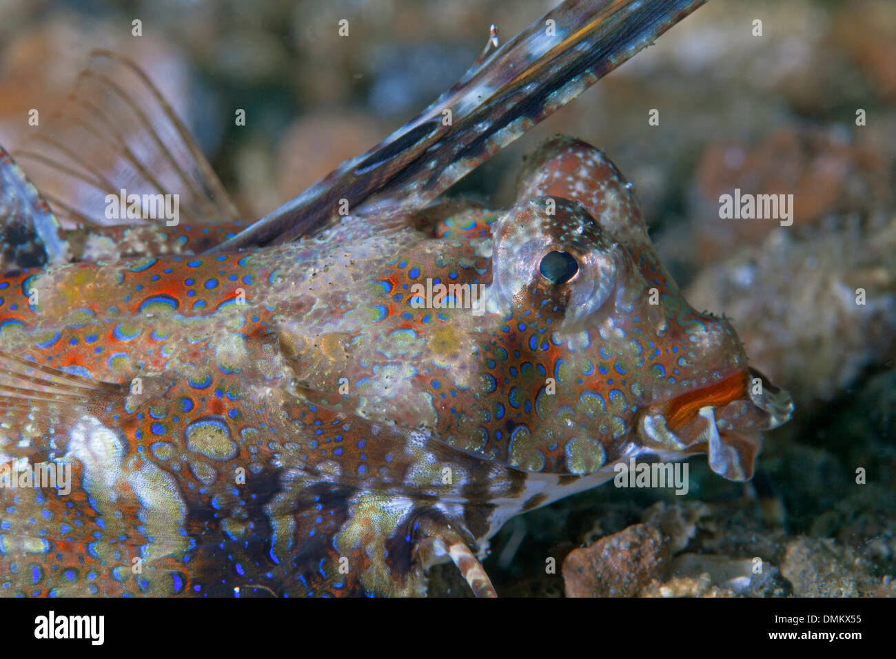 Schließen Sie herauf Bild der Finger Leierfischen (Dactylopus Dactylopus). Lembeh Straße, Indonesien. Stockfoto