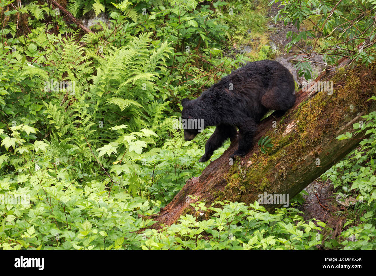 Schwarzer Bär gefallenen Baumstamm hinunter Anan Tierwelt Observatory, Tongass National Forest, Southeast Alaska Stockfoto