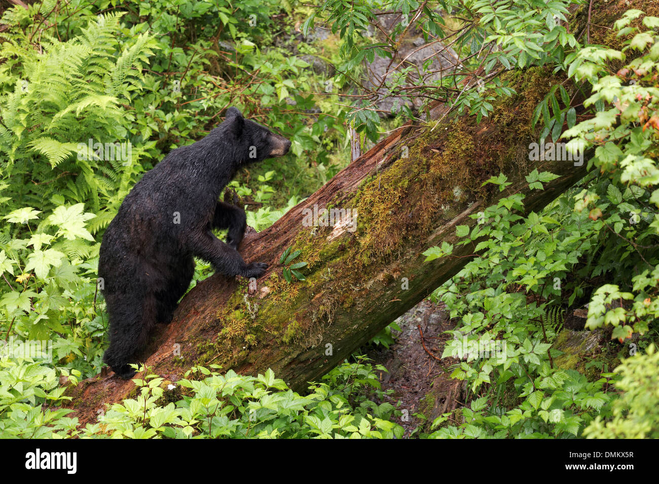 Schwarzer Bär klettert gefallenen Baumstamm, Anan Tierwelt Observatory, Tongass National Forest, Southeast Alaska Stockfoto