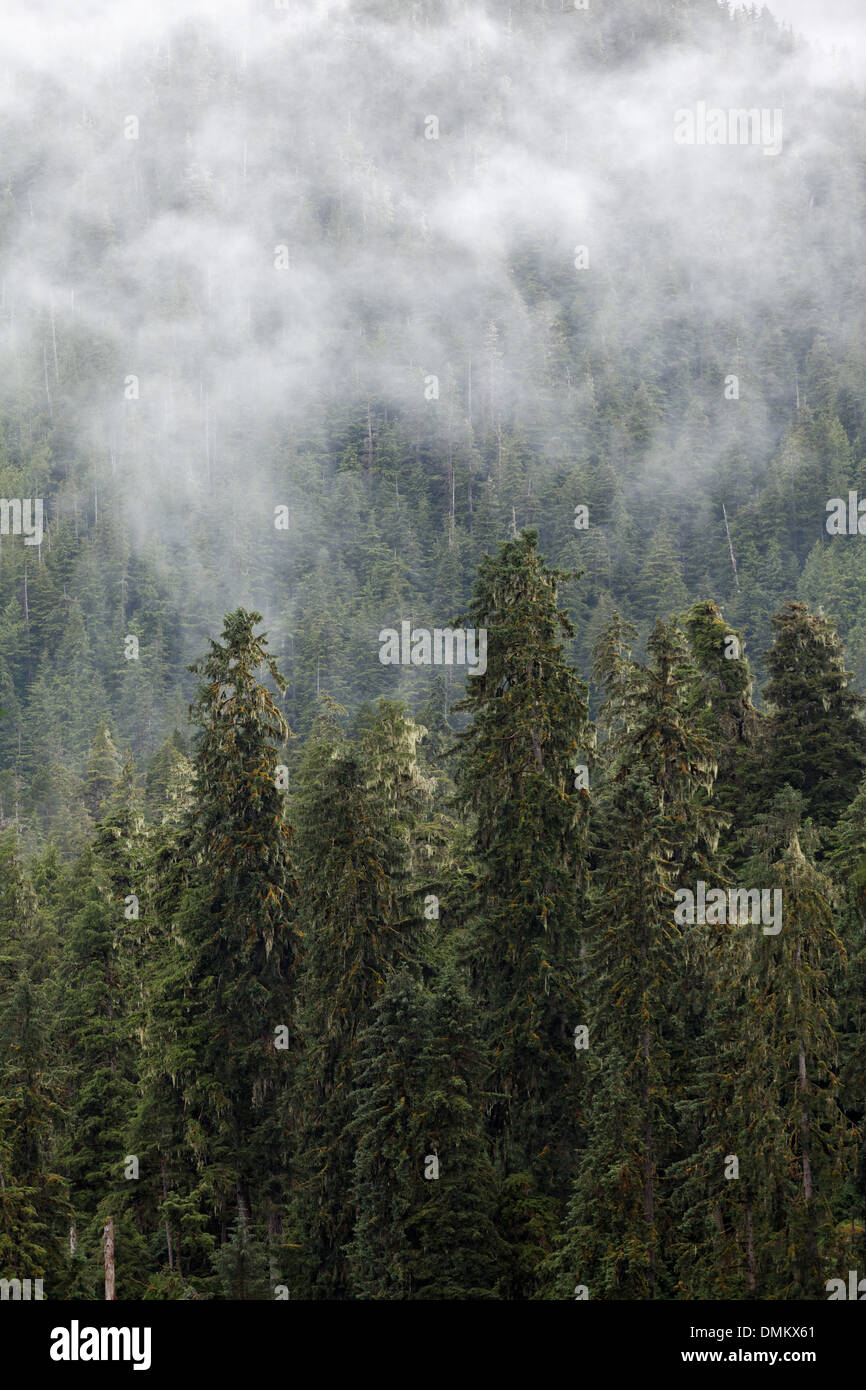 Nebel gehüllt Wald Tongass National Forest, südöstlich, Alaska Stockfoto