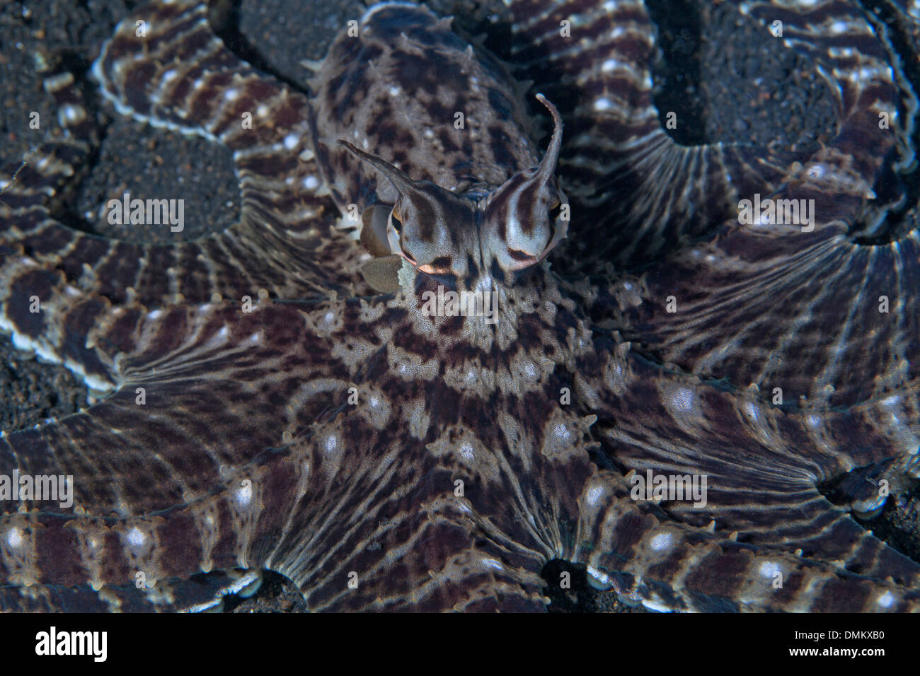 Nahaufnahme des Mimic Octopus mit Fokus auf Kopf und Augen. Stockfoto