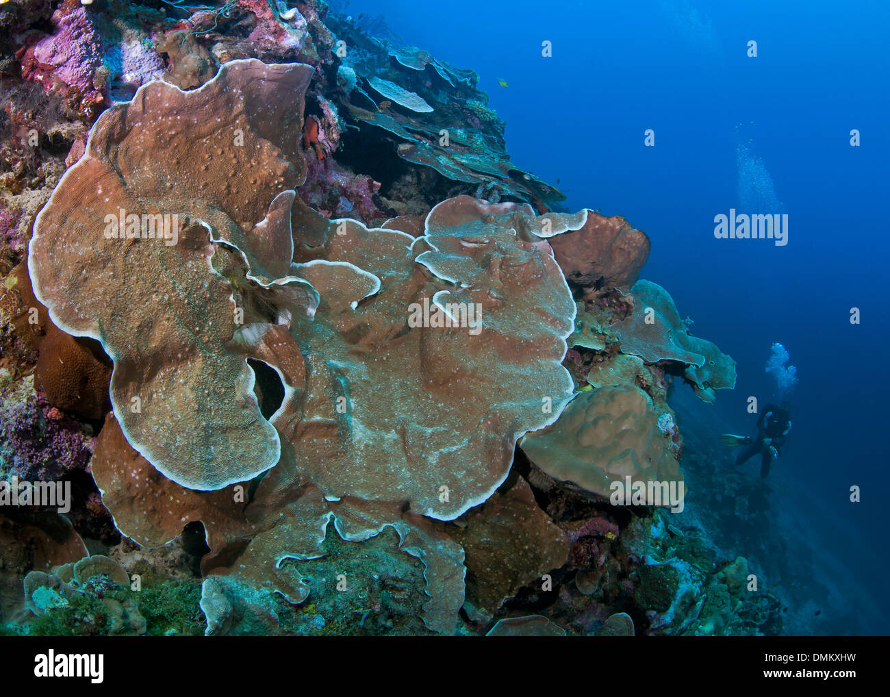 Blatt-Platte Korallen auf Kante der Wand Riff mit Taucher im Hintergrund. Stockfoto