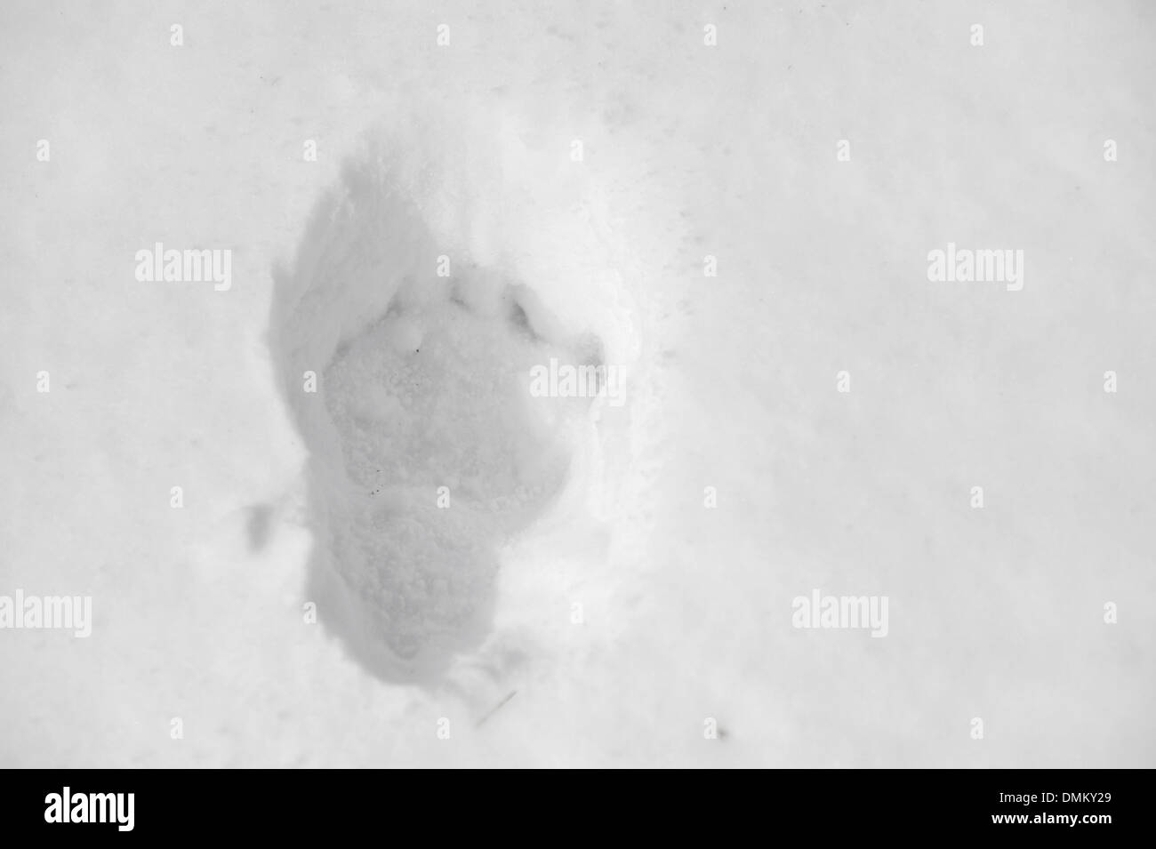 Frische großer Bär Spur im Tiefschnee Stockfoto