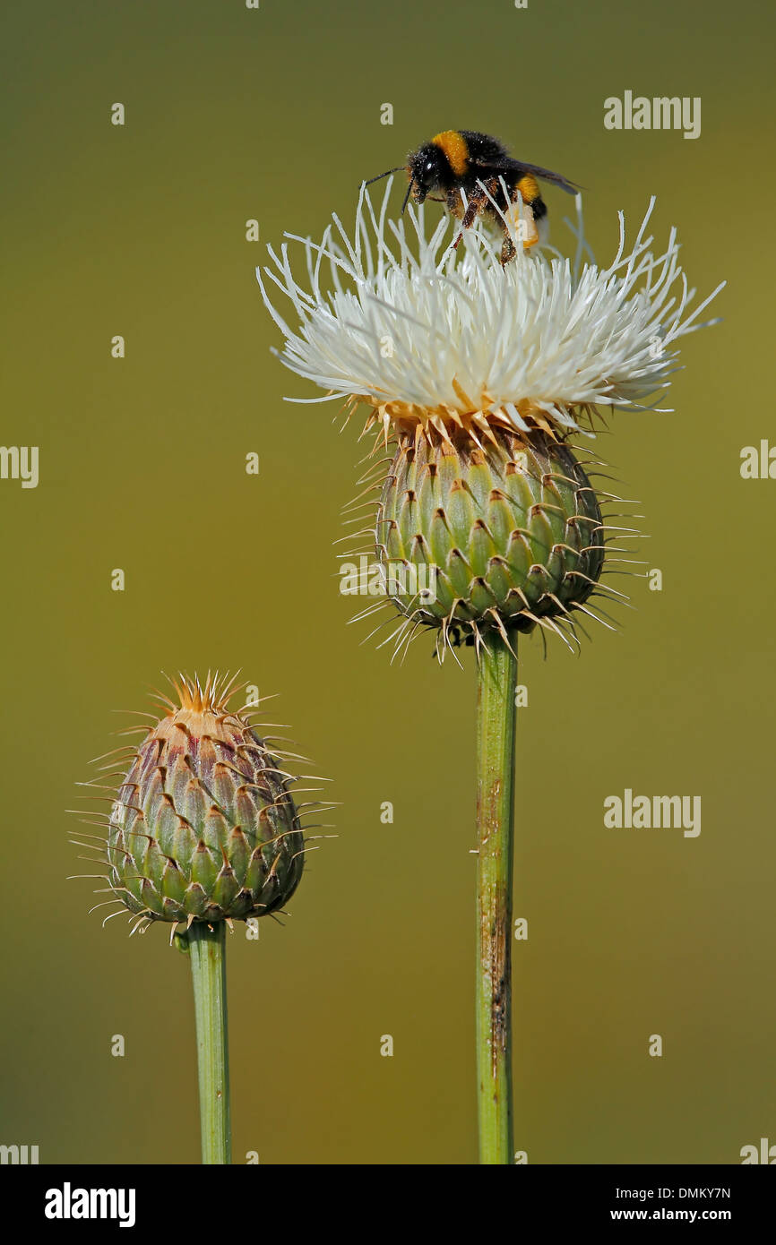 Klasea Flavescens spp. Leucantha. Mit Bombus SP. Alicante, Spanien Stockfoto