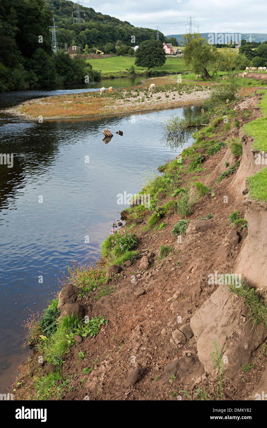 Fluss Usk Ufererosion in Abergavenny, Wales, UK Stockfoto