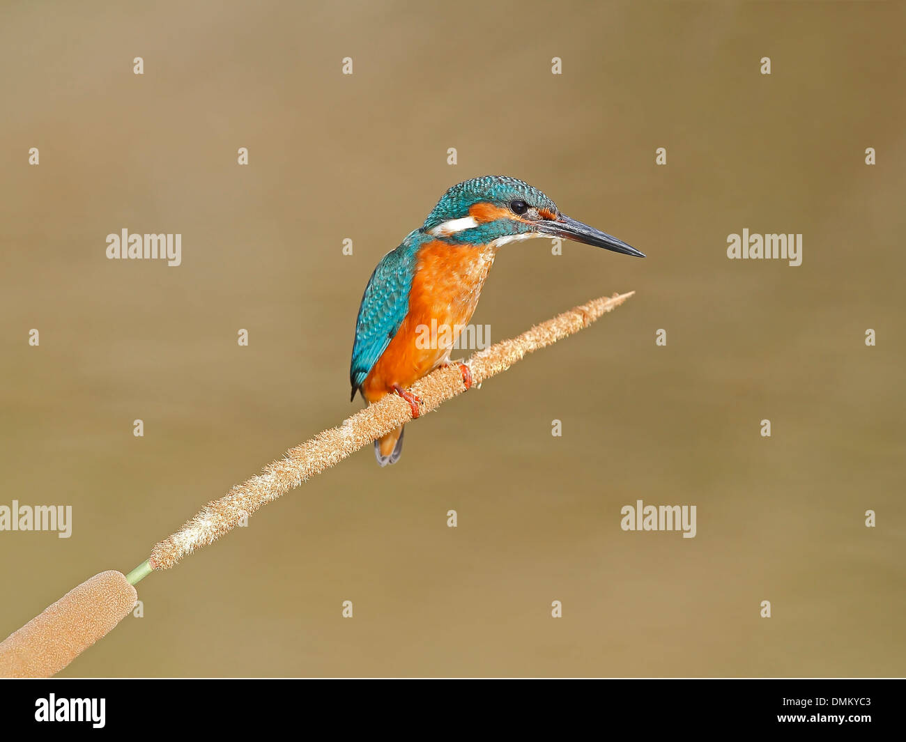 Eisvogel Alcedo atthis Stockfoto