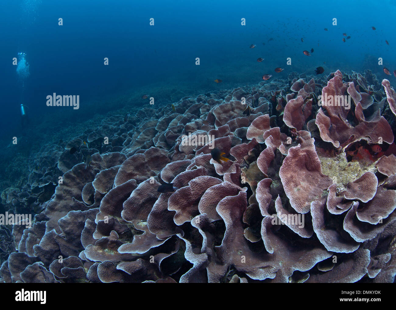 Blatt-Teller-Korallen (Steinkorallen SP.) mit Taucher im Hintergrund. Stockfoto