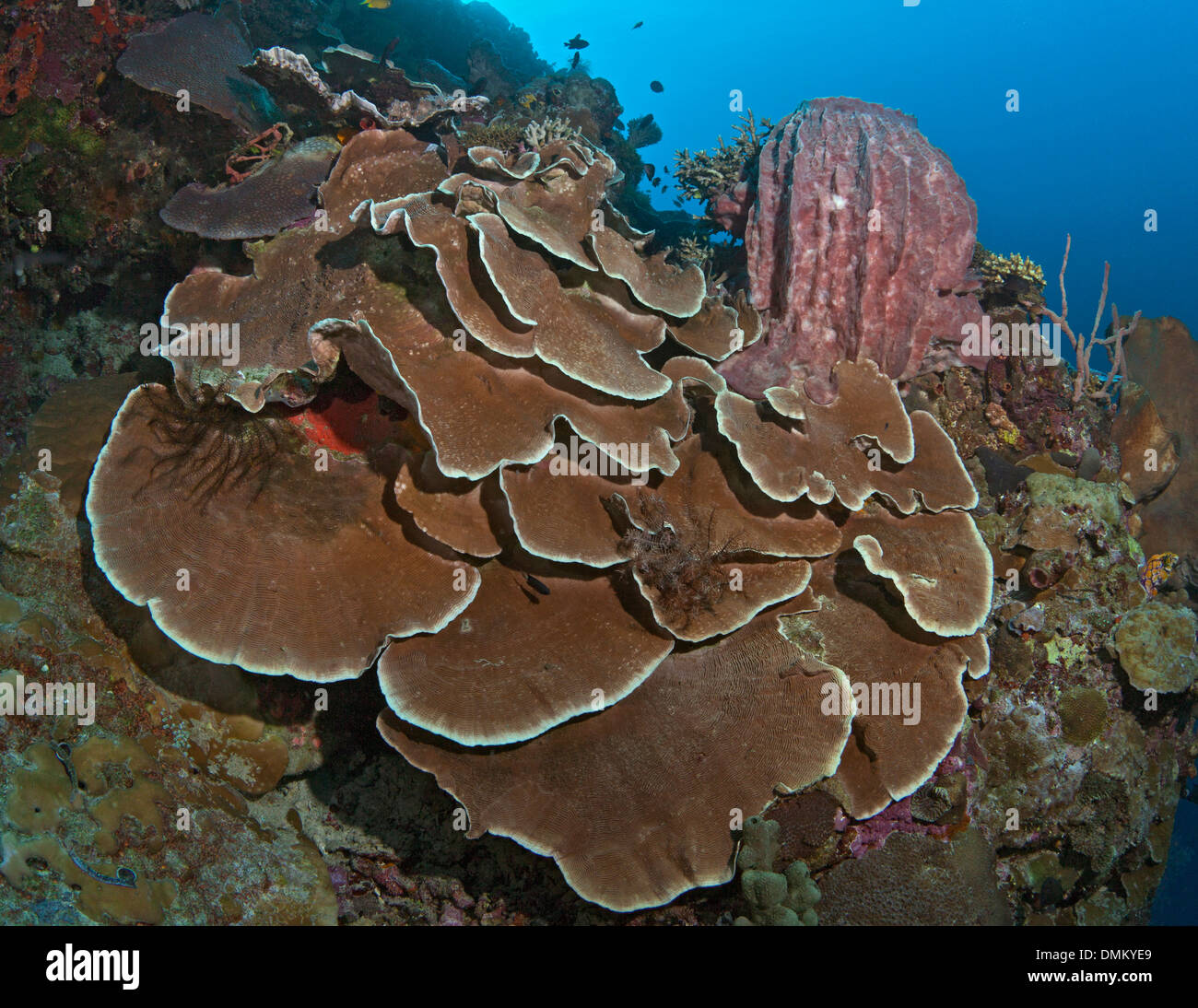 Leaf Platte Korallen Kolonie mit roten Fass-Schwamm. Stockfoto
