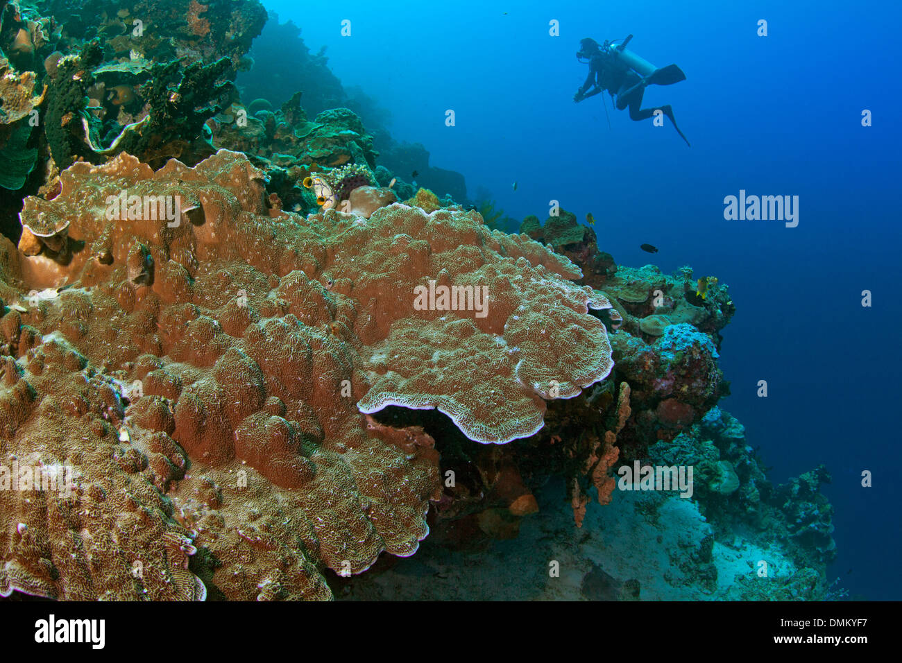 Koralle (Monitpora SP.) auf die Kante der Wand Riff-Platte mit Taucher in der Silhouette. Stockfoto