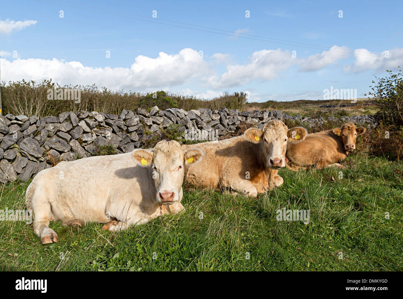 Kühe liegen im Feld, Co. Clare, Irland Stockfoto