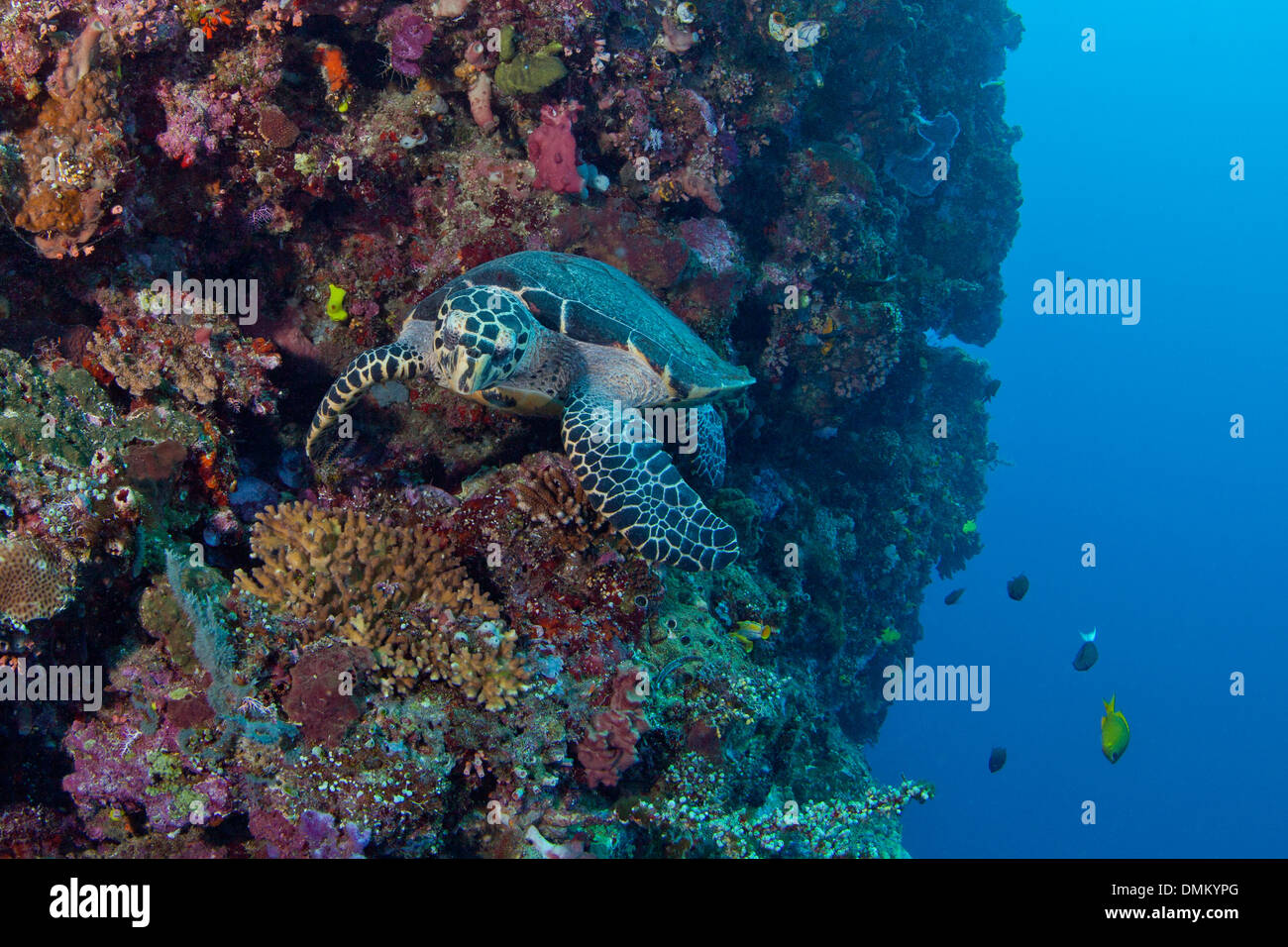 Echte Karettschildkröte (Eretmochelys Imbricata) auf Kante der Wand Riff nähert sich Fotograf. Bunaken Island, Indonesien. Stockfoto