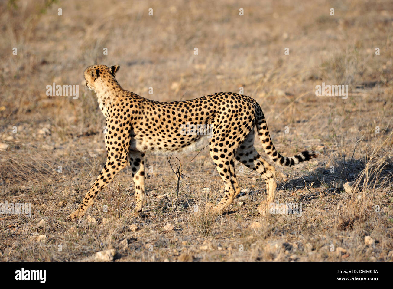 Gepard Sprinter in der Savanne Stockfoto