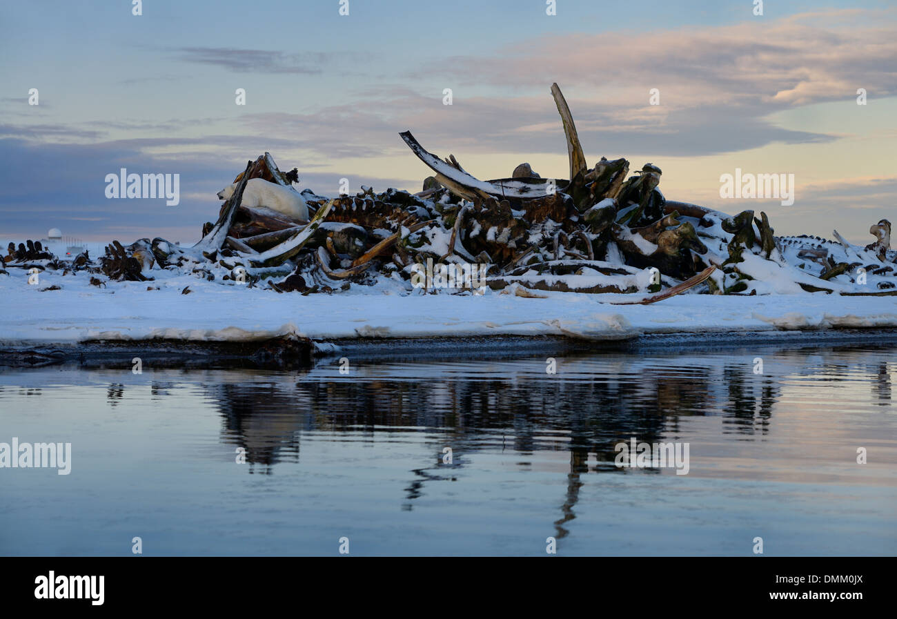 Eisbär auf einem Stapel von walknochen auf Barter Island arktischen Ozean Alaska ruhen Stockfoto