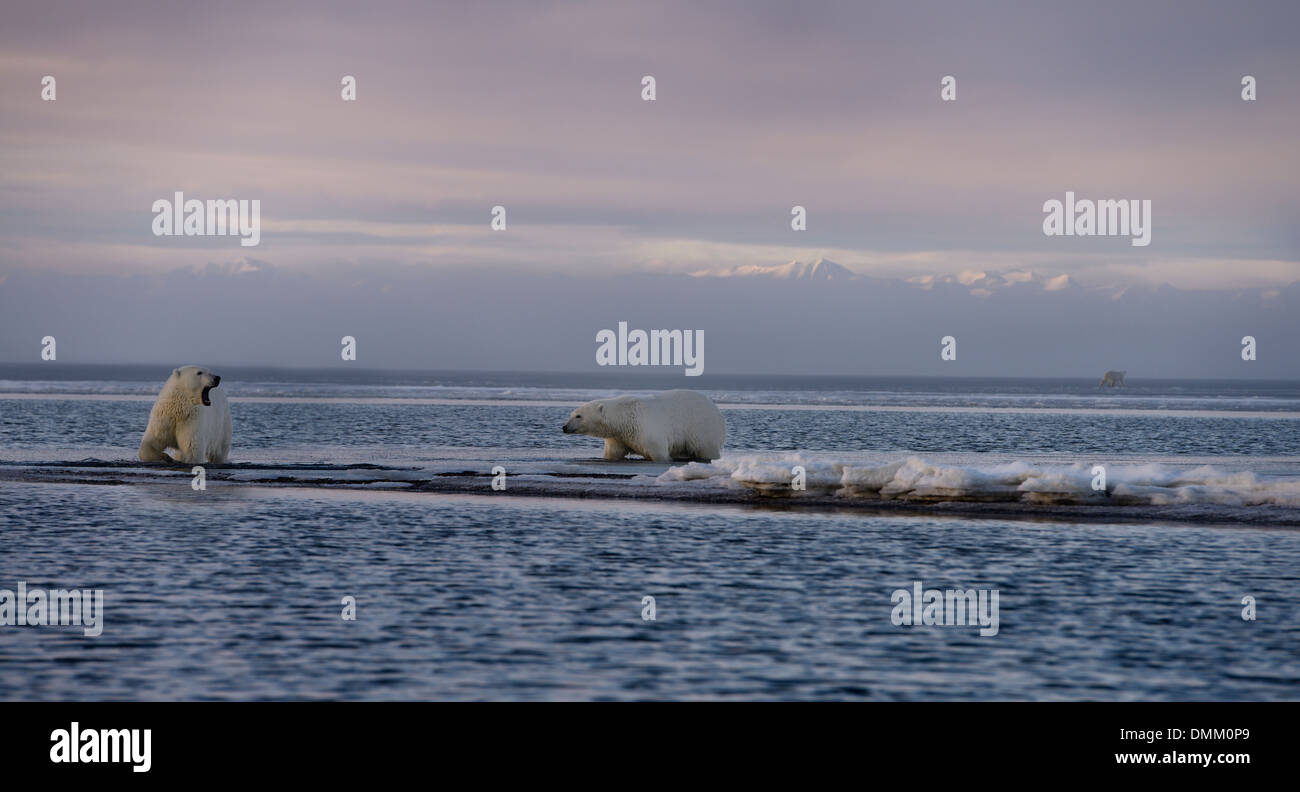 Panorama von zwei waten Eisbären ein Gähnen auf Barter Island eine andere gehen auf kaktovik Lagune mit Bergen in Alaska Stockfoto