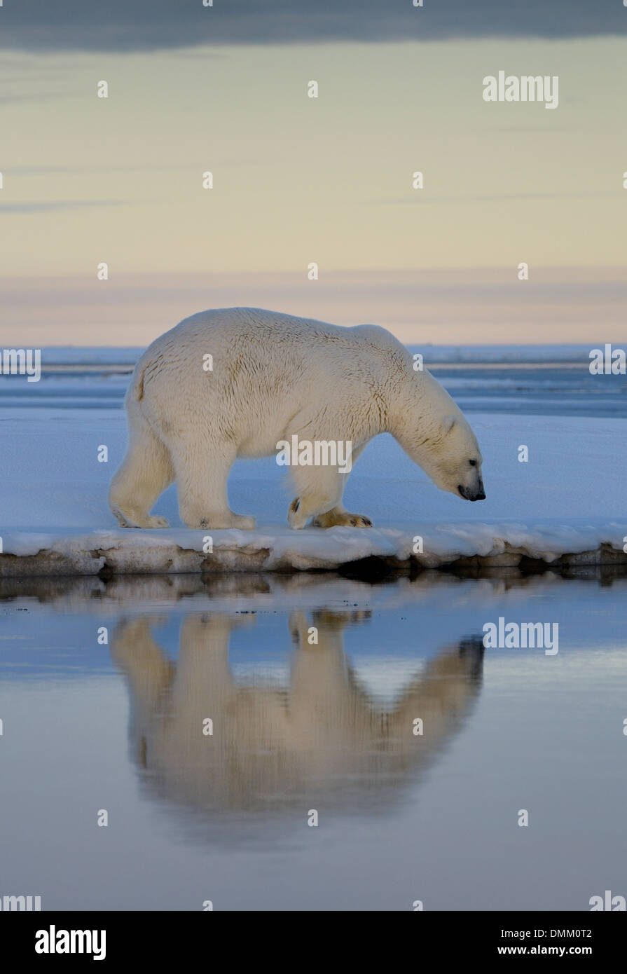 Eisbären gehen auf Schnee bedeckte Tausch Insel mit Spiegelung im Wasser von Kaktovik Lagune Alaska USA Beaufortsee arktischen Ozean Stockfoto