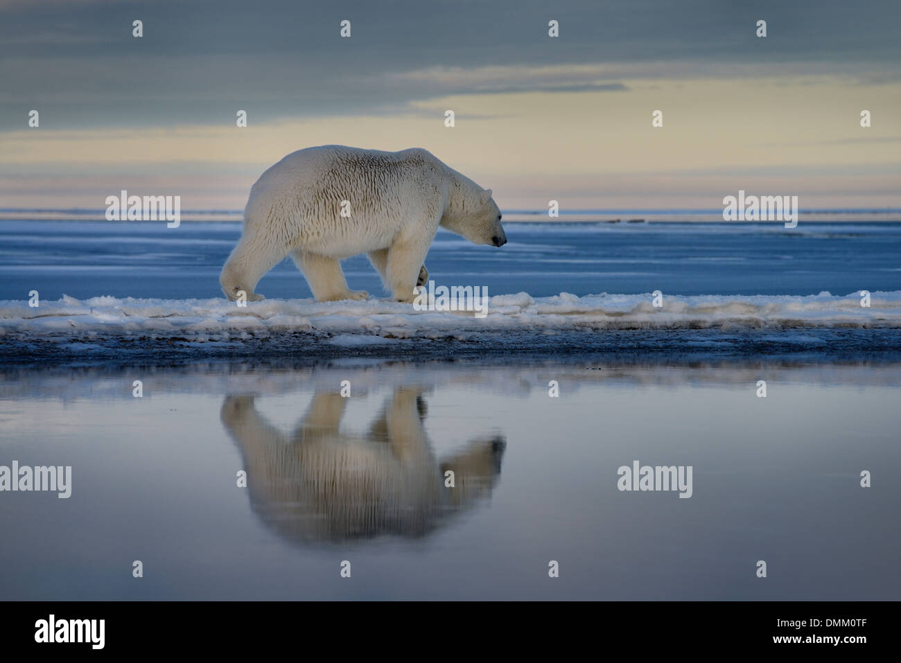 Polar Bear walking auf spit Schnee Barter Island mit Reflexion im Wasser der Lagune kaktovik Alaska usa Beaufort Sea Arctic Ocean Stockfoto