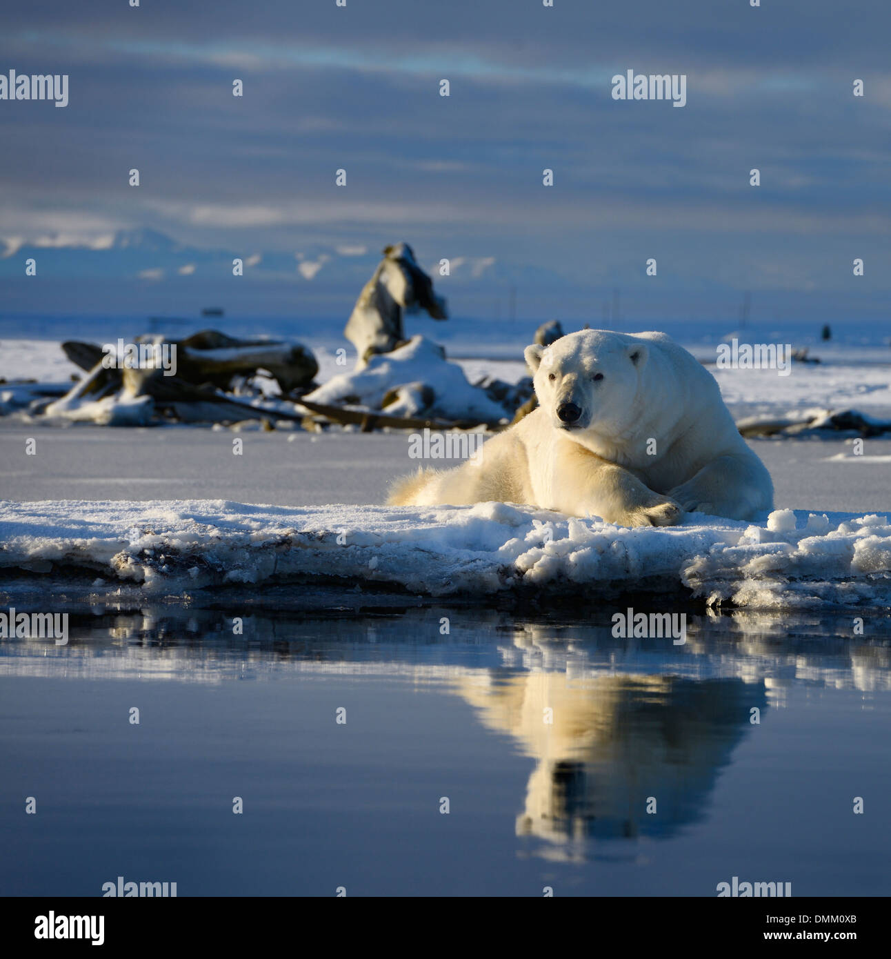 Männliche Eisbären liegen auf Barter Island mit Reflexion in Kaktovik Lagune Alaska und Walknochen und Berge Stockfoto